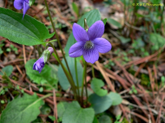 {Viola sagittata}